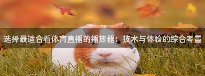 选择最适合看体育直播的播放器：技术与体验的综合考量